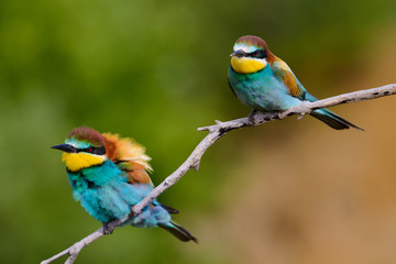 European bee-Eaters, Merops apiaster sits and brags on the good thread, has some insect in its beak during the mating season, the male feeds the female