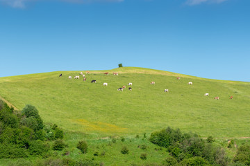Fototapeta na wymiar A herd of cows grazing on a mountain meadow, Pieniny, Polska