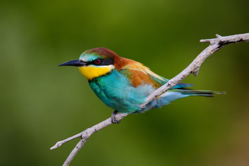 Obraz premium Golden bee-eater sitting on a branch