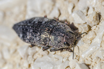 Click beetle, little beetle, beetle in the sand