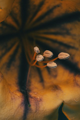 Macro of some pistils and stamen of a yellow flower of solandra maxima
