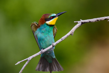 Golden bee-eater sitting on a branch