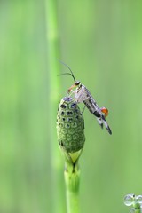 Panorpa communis, common scorpion fly