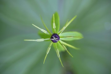 Paris quadrifolia, the herb-paris or true lover's knot