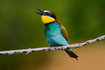 European bee-Eaters, Merops apiaster sits and brags on the good thread, has some insect in its beak during the mating season, the male feeds the female