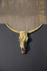 Fototapeta premium dead animal head on wall
