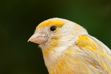 Beautiful yellow canary