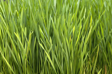 Fototapeta na wymiar Wheat Grass Green