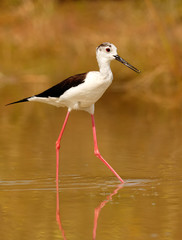 Stilt in a Spanish pond