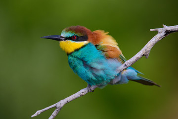 European bee-Eaters, Merops apiaster sits and brags on the good thread, has some insect in its beak during the mating season, the male feeds the female