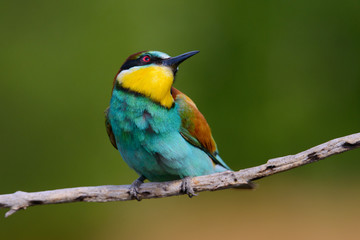Golden bee-eater sitting on a branch