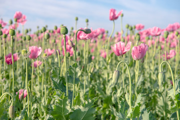 Fototapeta premium Blooming stages of the poppy