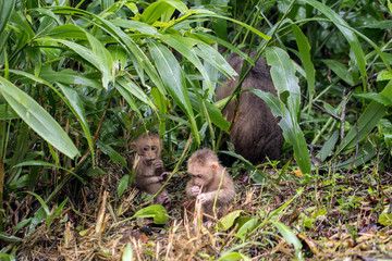 Monkey sitting in the forest.