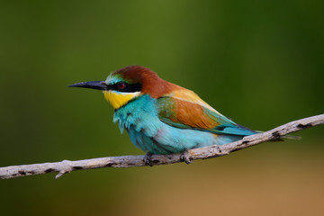 Golden bee-eater sitting on a branch