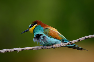 Golden bee-eater sitting on a branch