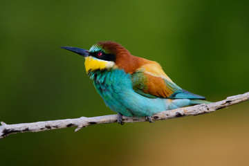 Golden bee-eater sitting on a branch