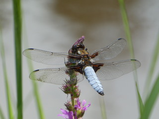 big blue dragonfly is sitting on a branch