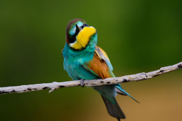 Golden bee-eater sitting on a branch