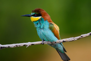 Golden bee-eater sitting on a branch