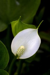 Bog arun, Calla palustris