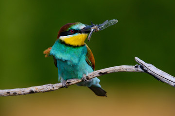 The European Bee-eaters, Merops apiaster is sitting and showing off on a nice branch, has some insect in its beak, during mating season, nice colorful background and soft golden light