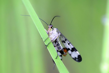 Common scorpion fly, Panorpa communis