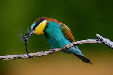 European bee-Eaters, Merops apiaster sits and brags on the good thread, has some insect in its beak during the mating season, the male feeds the female