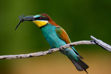 European bee-Eaters, Merops apiaster sits and brags on the good thread, has some insect in its beak during the mating season, the male feeds the female