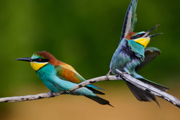 European bee-Eaters, Merops apiaster sits and brags on the good thread, has some insect in its beak during the mating season, the male feeds the female