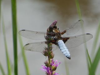 big blue dragonfly is sitting on a branch