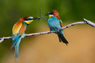 European bee-Eaters, Merops apiaster sits and brags on the good thread, has some insect in its beak during the mating season, the male feeds the female
