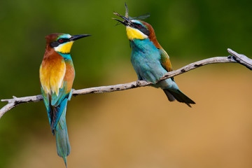 European bee-Eaters, Merops apiaster sits and brags on the good thread, has some insect in its beak during the mating season, the male feeds the female