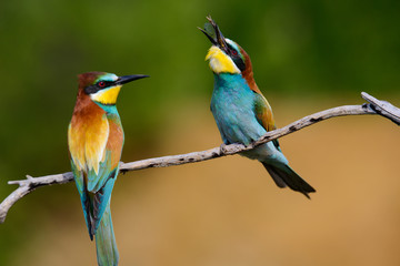 European bee-Eaters, Merops apiaster sits and brags on the good thread, has some insect in its beak during the mating season, the male feeds the female