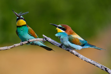 European bee-Eaters, Merops apiaster sits and brags on the good thread, has some insect in its beak during the mating season, the male feeds the female