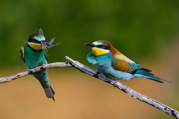 Naklejka na ściany i meble European bee-Eaters, Merops apiaster sits and brags on the good thread, has some insect in its beak during the mating season, the male feeds the female