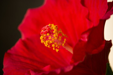 Fototapeta na wymiar Red Hibiscus on Sunset