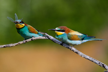 European bee-Eaters, Merops apiaster sits and brags on the good thread, has some insect in its beak during the mating season, the male feeds the female