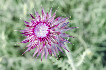 Silybum marianum, thistle, vegetable, herb