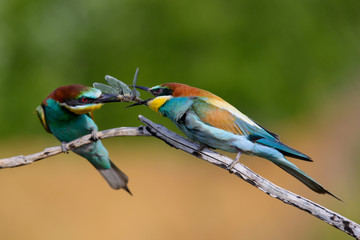 European bee-Eaters, Merops apiaster sits and brags on the good thread, has some insect in its beak during the mating season, the male feeds the female