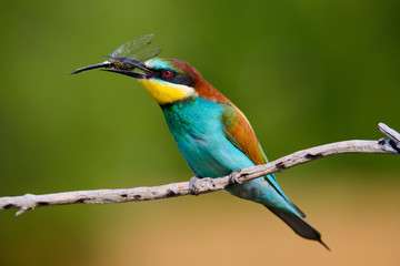 The European Bee-eaters, Merops apiaster is sitting and showing off on a nice branch, has some insect in its beak, during mating season, nice colorful background and soft golden light