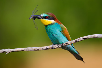 The European Bee-eaters, Merops apiaster is sitting and showing off on a nice branch, has some insect in its beak, during mating season, nice colorful background and soft golden light