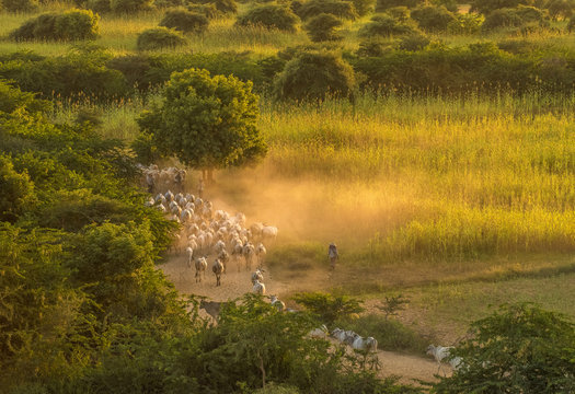 Myanmar, Mandalay region, Old Bagan, herd of zebus at sunset