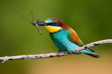 European bee-Eaters, Merops apiaster sits and brags on the good thread, has some insect in its beak during the mating season, the male feeds the female