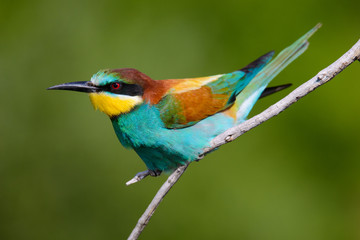 Fototapeta premium Golden bee-eater sitting on a branch