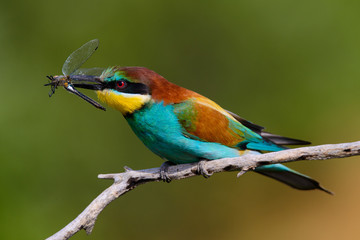 European bee-Eaters, Merops apiaster sits and brags on the good thread, has some insect in its beak during the mating season, the male feeds the female