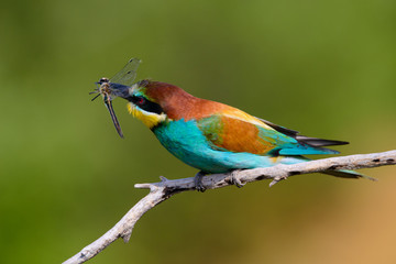 European bee-Eaters, Merops apiaster sits and brags on the good thread, has some insect in its beak during the mating season, the male feeds the female