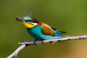 European bee-Eaters, Merops apiaster sits and brags on the good thread, has some insect in its beak during the mating season, the male feeds the female
