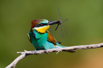 Obraz premium European bee-Eaters, Merops apiaster sits and brags on the good thread, has some insect in its beak during the mating season, the male feeds the female