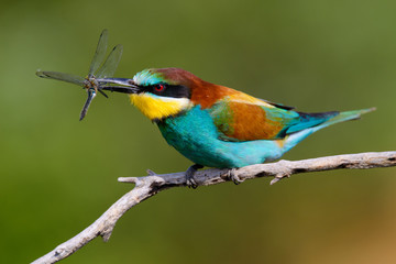European bee-Eaters, Merops apiaster sits and brags on the good thread, has some insect in its beak during the mating season, the male feeds the female