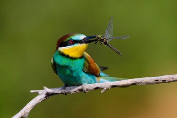 European bee-Eaters, Merops apiaster sits and brags on the good thread, has some insect in its beak during the mating season, the male feeds the female